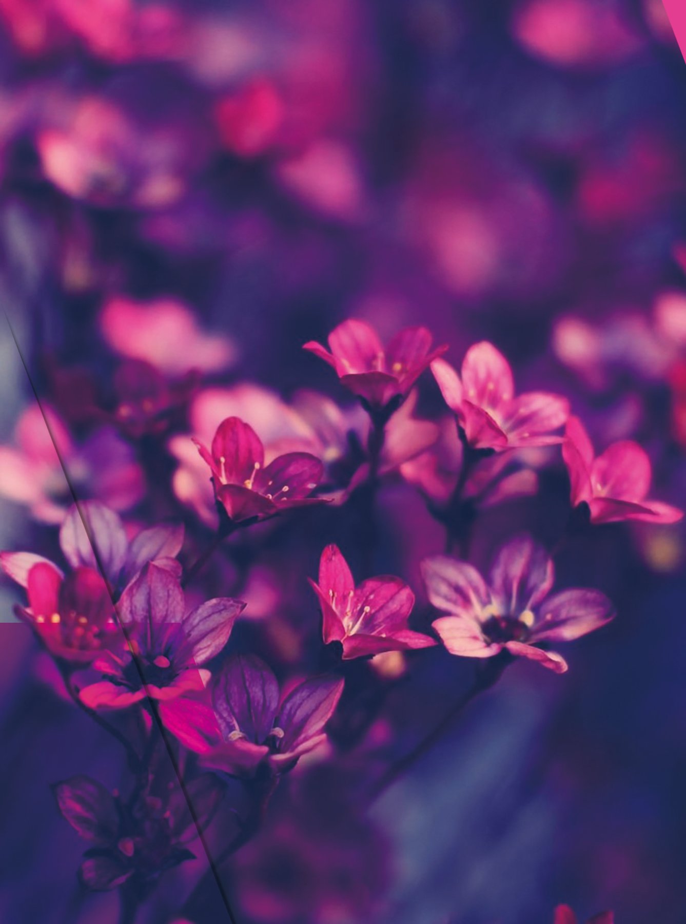 《花神》封面
